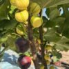 CHẬU CÂY SUNG MỸ SẴN QUẢ  : MARTINENCA RIMADA (MR)