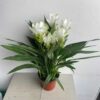 CHẬU HOA NGHỆ TÂY CẢNH MÀU TRẮNG NHẬP KHẨU
