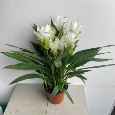 CHẬU HOA NGHỆ TÂY CẢNH MÀU TRẮNG NHẬP KHẨU