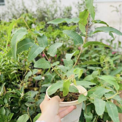 Cây Bạch Đàn Chanh (Lemon Eucalyptus)