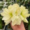 củ giống hoa huệ tây Amaryllis ' Yellow Rose '