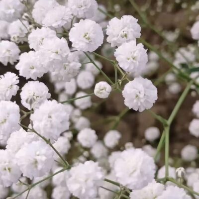 CÂY GIỐNG HOA BABY TRẮNG  (tên khoa học Gypsophila) CẤY MÔ