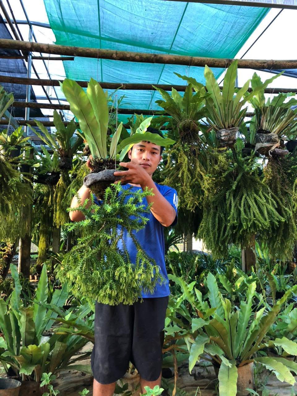 CÂY RÂU RỒNG (CÂY THÔNG ĐẤT) CÂY RÂU RỒNG (CÂY THÔNG ĐẤT)