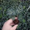 cây giống đuôi công xanh cấy mô