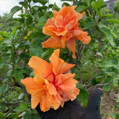 CHẬU Hoa Dâm Bụt CAM KÉP