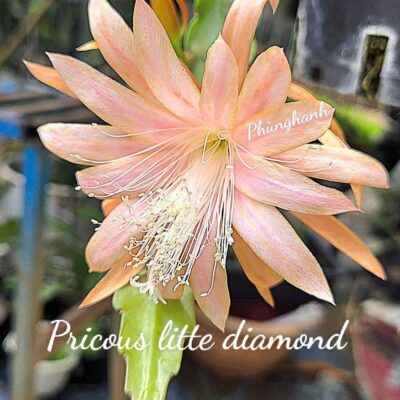 Chậu Hoa Nhật Quỳnh Precious Little Diamonds