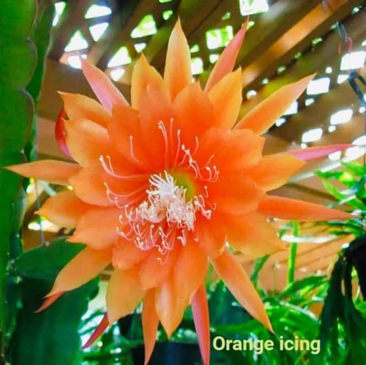 Chậu Hoa Nhật Quỳnh Orange iCing. Chậu Hoa Nhật Quỳnh Orange iCing.