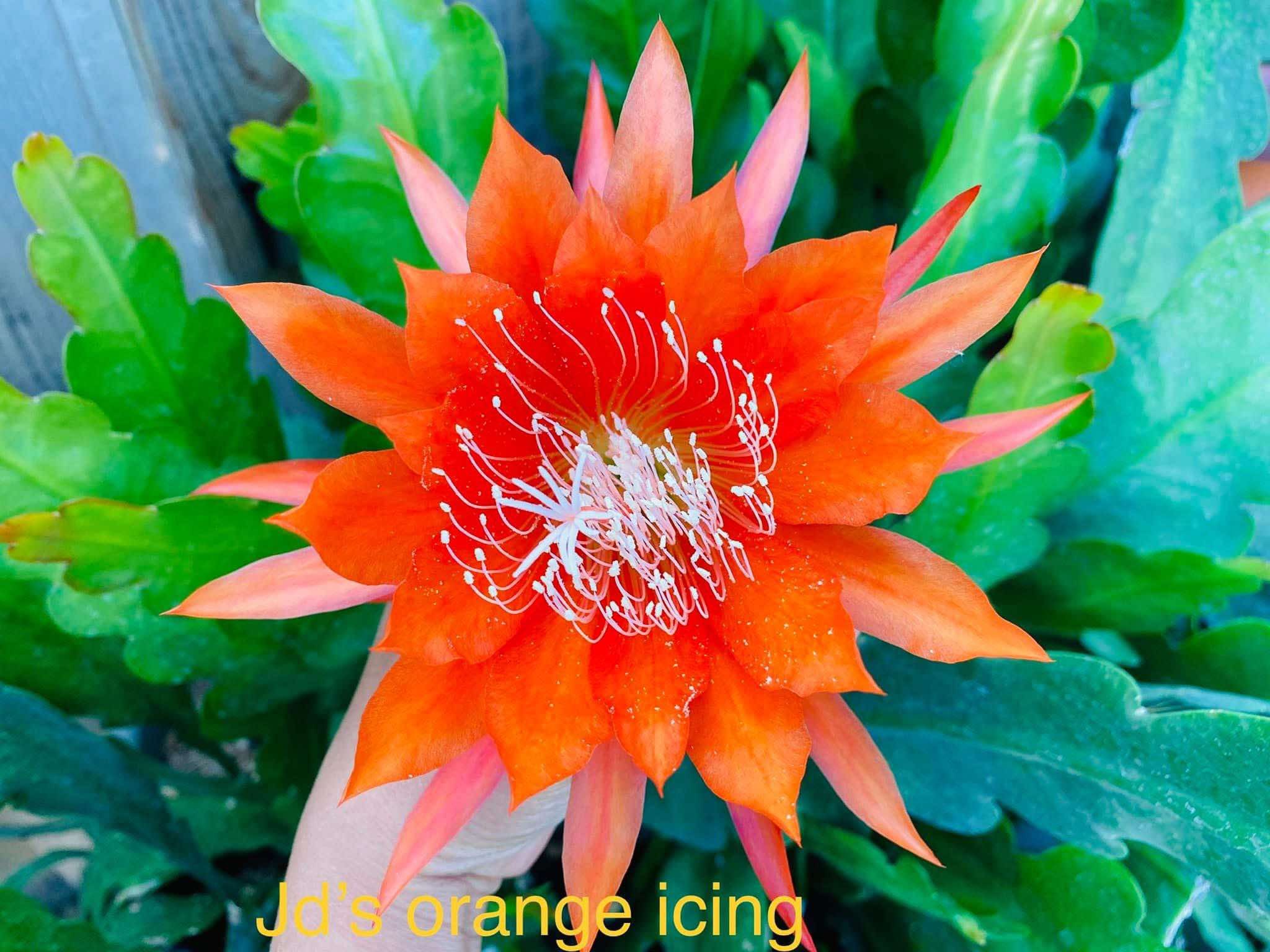 Chậu Hoa Nhật Quỳnh Orange iCing. Chậu Hoa Nhật Quỳnh Orange iCing.