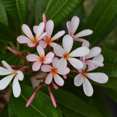CÂY GIỐNG HOA CHAMPA - HOA SỨ ĐẠI " Dwarf Singapore Pink " NHẬP KHẨU