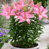 củ giống hoa lily ' Rozalynn '