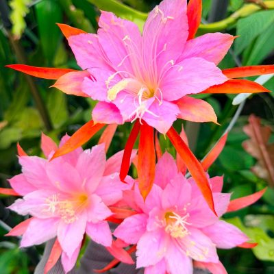 Chậu Hoa Nhật Quỳnh KODI 3 - hoa thơm