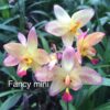 CHẬU ĐỊA LAN CHU ĐỈNH Fancy Mini