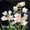 CHẬU ĐỊA LAN CHU ĐỈNH White Red