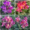 CHẬU ĐỊA LAN CHU ĐỈNH PURPLE RED PORNKASEM , FANCY PURPLE PORNKASEM