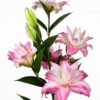 củ giống hoa lily Accolade