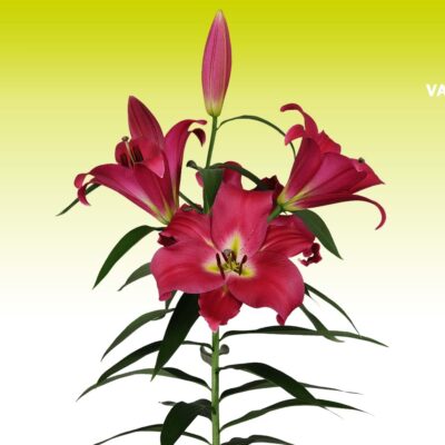 củ giống hoa lily ' Adelante '