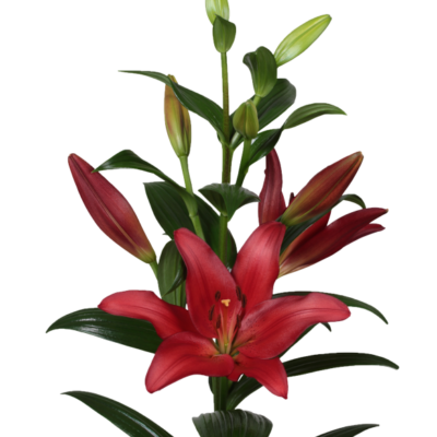 củ giống hoa lily ' Colares '