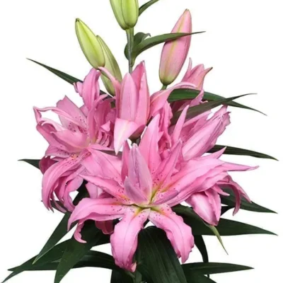 củ giống hoa lily vàng ' Diantha '