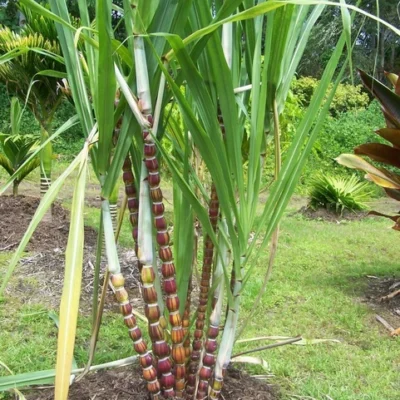 giống mía vàng sọc đỏ Hawaii Budda Mỹ - 1 khúc giống 3-5 mắt mầm