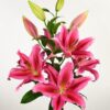 củ giống hoa lily ' Lake Carey '