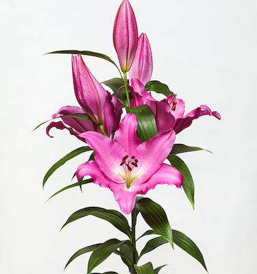 củ giống hoa lily ' Lexus'