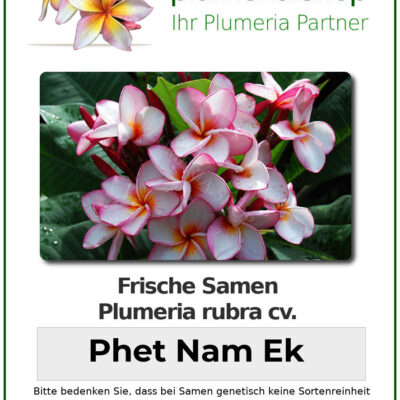 CÂY GIỐNG HOA CHAMPA - HOA SỨ ĐẠI "  Phet Nam Ek " NHẬP KHẨU