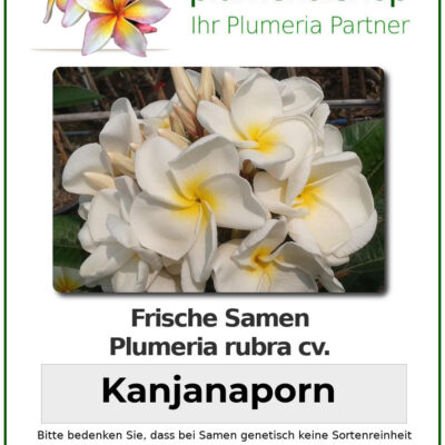 CÂY GIỐNG HOA CHAMPA - HOA SỨ ĐẠI " KANJANAPON WHITE " NHẬP KHẨU