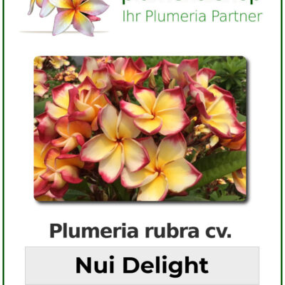 CÂY GIỐNG HOA CHAMPA - HOA SỨ ĐẠI " Nui's Delight " NHẬP KHẨU