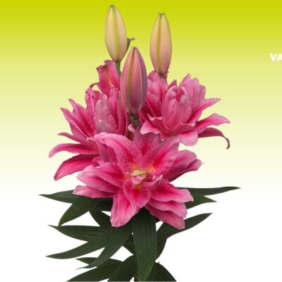 củ giống hoa lily 'Viola'