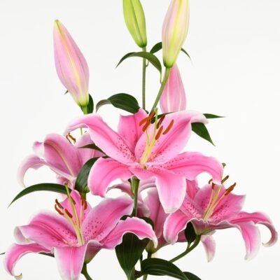 củ giống hoa lily ' Sorbonne '