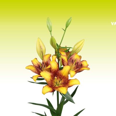 củ giống hoa lily ' Sweet Valley '