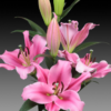 củ giống hoa lily ' Trocadero '