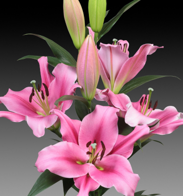 củ giống hoa lily ' Trocadero '