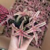 Cây Giống Dứa Màu Nam Mỹ nhập khẩu