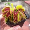 Cây giống bẫy kẹp bắt mồi