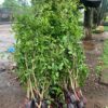 CÂY GỪA LÀM HÀNG RÀO, TƯỜNG CÂY GỪA LÀM HÀNG RÀO