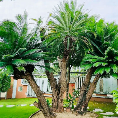 CÂY THIÊN TUẾ