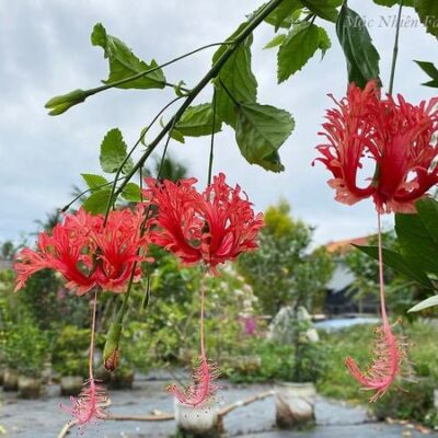 Hoa Dâm Bụt Lồng Đèn Cổ ( lồng đèn, đỏ cổ, cánh phượng)