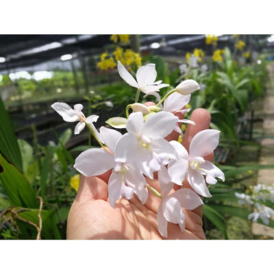 CHẬU ĐỊA LAN CHU ĐỈNH TRẮNG