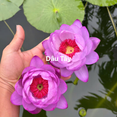 Cây Giống hoa súng Úc Dâu Tây