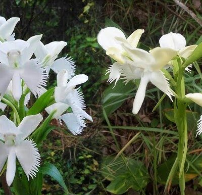 CHẬU ĐỊA LAN BẠCH PHƯỢNG MÔI TUA