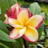 CÂY GIỐNG HOA CHAMPA - HOA SỨ ĐẠI " SHEER BEAUTY " NHẬP KHẨU