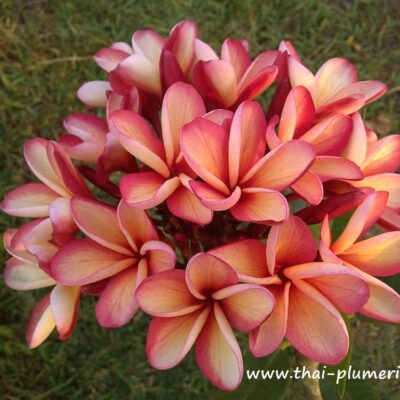 CÂY GIỐNG HOA CHAMPA - HOA SỨ ĐẠI " Rubra Thong Tawee Choke " NHẬP KHẨU