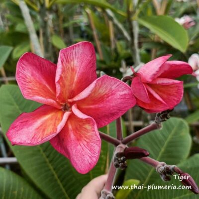 CÂY GIỐNG HOA CHAMPA - HOA SỨ ĐẠI " TIGER " NHẬP KHẨU