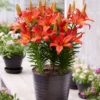 củ giống hoa lily ' Matrix '
