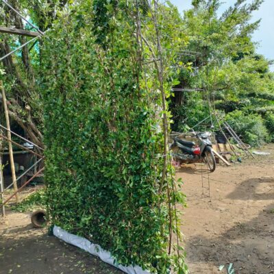 CÂY GỪA LÀM HÀNG RÀO, TƯỜNG CÂY GỪA LÀM HÀNG RÀO