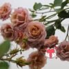 Hoa hồng Nhật màu nâu café đẹp nhất Iori rose
