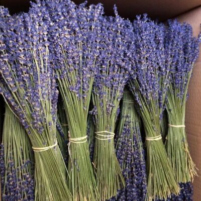 Hoa Lavender khô (oải hương) nhập khẩu (100gr)