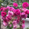 Hoa hồng ngoại Sweet Chariot Rose