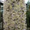 Hoa Lan Rừng Long Tu Đá Trắng Dendrobium Primulinum
